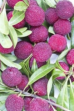 Pink Arbutus Bayberry Fruit Seeds for Planting -Ideal for Home Garden, Heirloom Seeds